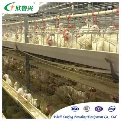 Efficient Breeding Automatic Chicken Broiler Layer Cage