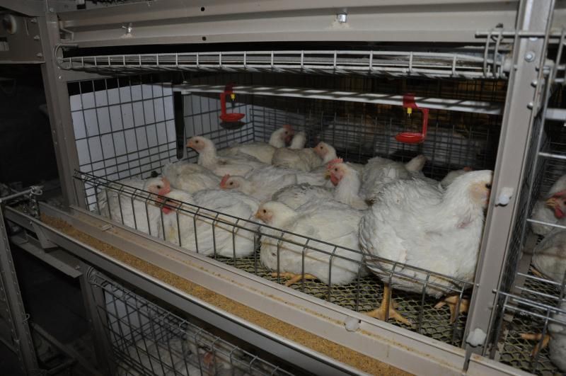 Aniti-Corrosion Broiler Cages for Chicken Farm