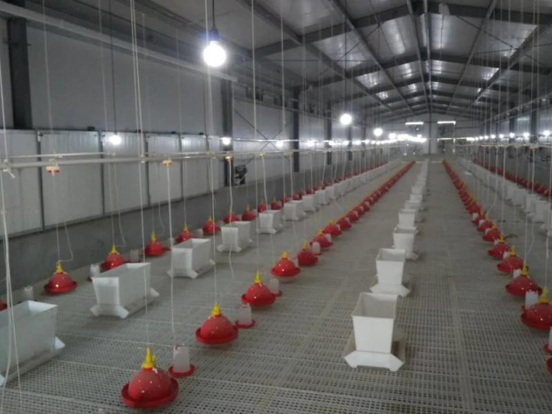 Steel Structure Duck House