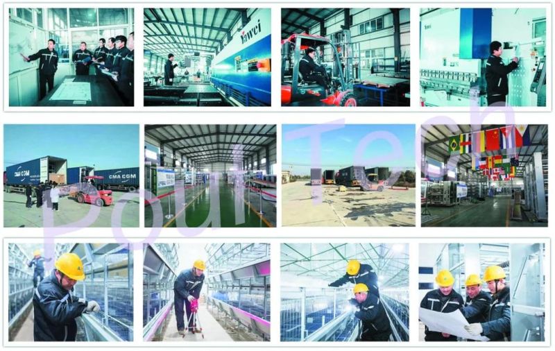 Chicken Egg Collection Packing & Grading Machine