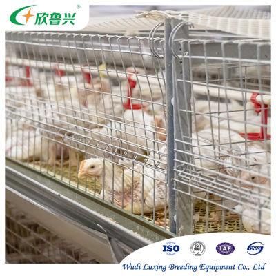 Frame Brooding Cage Animal Feeding System Advanced Automatic Broiler Chicks Rate for Nigeria / Uganda