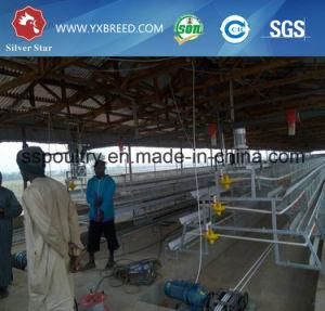 Layer Cages for Sale/Chicken Breeding Cage/Poultry House Equipment