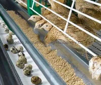 Factory Price Quail Cage with Automatic Egg Collection Equipment