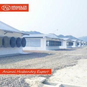 Complete Set Automated Chicken Farm Broiler Poultry Farming Equipment on The Ground