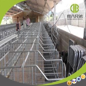 Pig Farm Breeding Equipment Individual Pig Gestation Stall