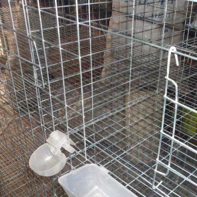 Poultry Equipment Pigeon Cage