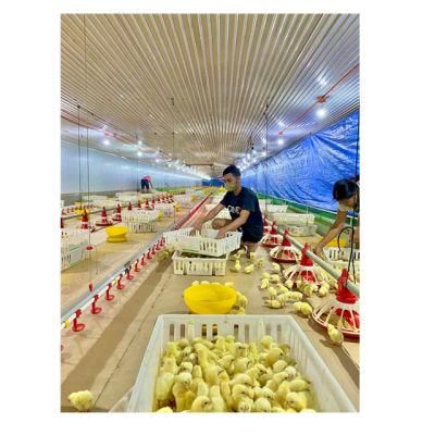Broiler Layer Big Chain Breeder Feeding Equipment Poultry Farm Chicken House Shed Machinery