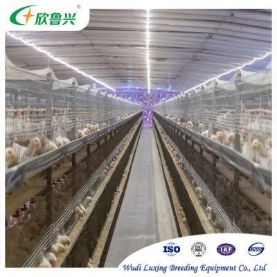 Automatic Broiler Chicken Growing Pullet Chicks Battery Rearing Cage for Poultry Farmming