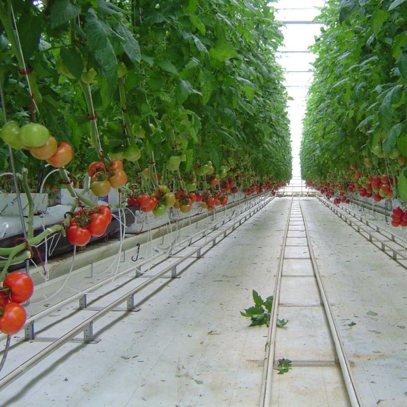 Greenhouse Intelligent Irrigation System Smart Hydroponic Drip Water-Fertilizer Dosing Machine