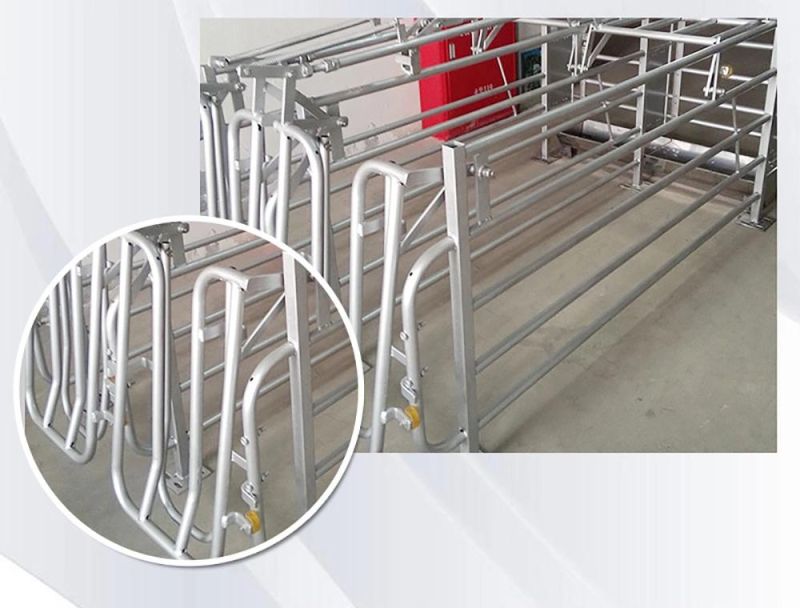Factory Pig Breeding Equipment Weaning Stall Location Bar for Pregnant Sow Gestation Stall Hog Farrowing Crate