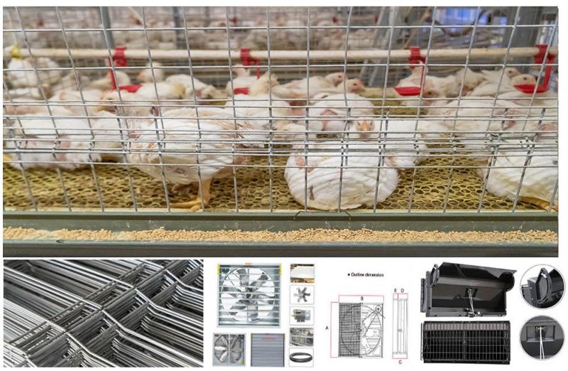 High Quality Broiler Farming Equipment Day Old Chicks Broiler Cage for Sale