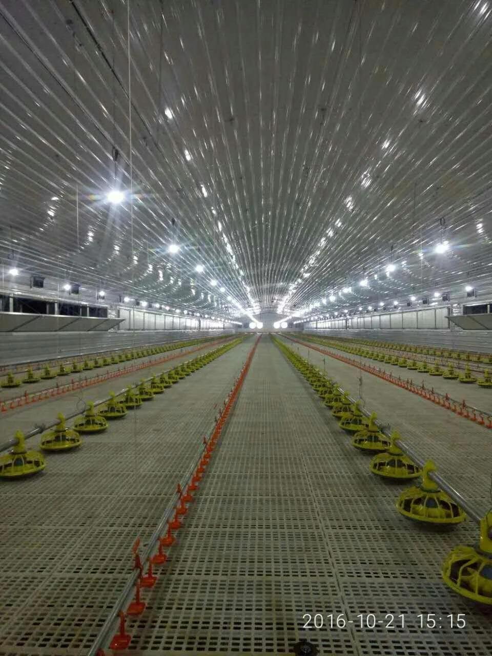 Australia Chicken Shed