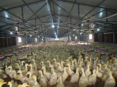 Poultry Duck Farm Duck House