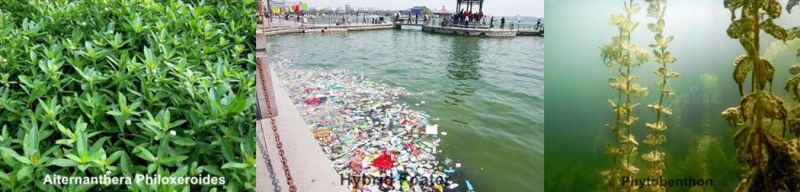 High Efficient Aquatic Weed Transport Ship for River Clean