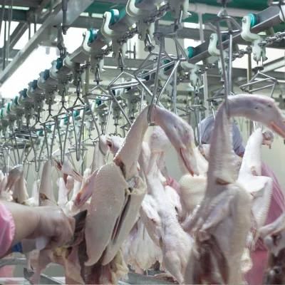 Poultry Processing Plant Broiler Cut-up Sperating Line Packing Table Machine for Chicken Duck Goose