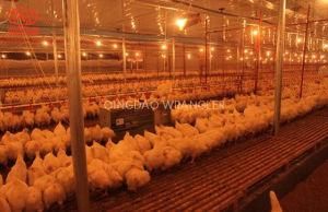 Broiler Chicken Poultry Shed Farming Control Equipments