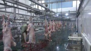 Cattle Sheep Abattoir Slaughtering/Slaughter Equipment