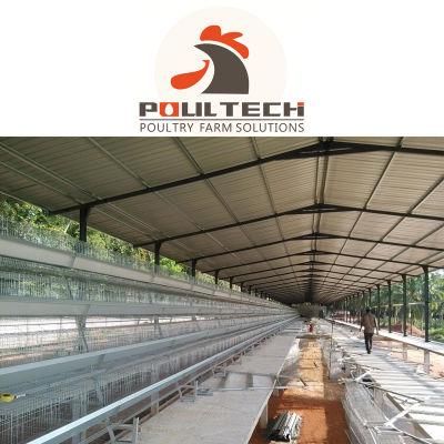 Layer Farming Design and Cage Solution and Poutlry Chicken Cage with Equipment in Nigeria