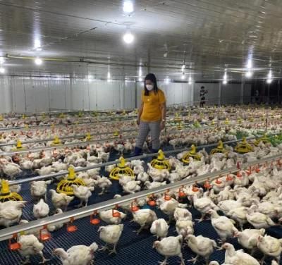 Complete Poultry Project Solution Supplier Automatic Feeding System Broiler Pan Poultry Farming Equipment for Chicken Shed