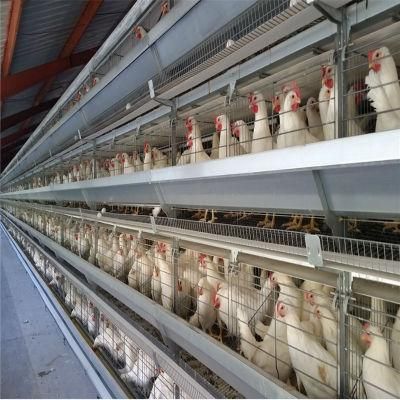 Quickly Installed Best Quality Automatic Steel Broilers Poultry Equipment
