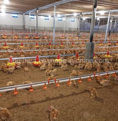 Poultry Farm Chicken House Equipment
