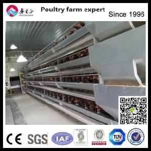 Layer Egg Steel Frame Poutry Chicken House