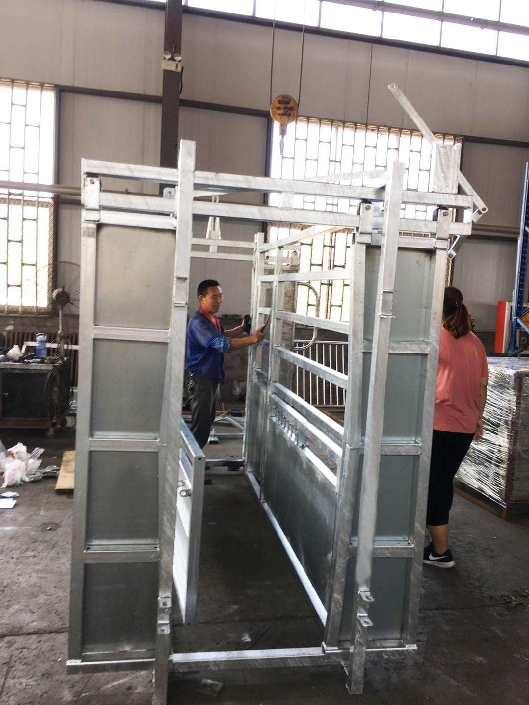 Powder Coated Livestock Cattle Squeeze Chute Cattle Crush