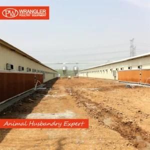 Complete Automatic Poultry Farm Equipment for Broilers and Breeders