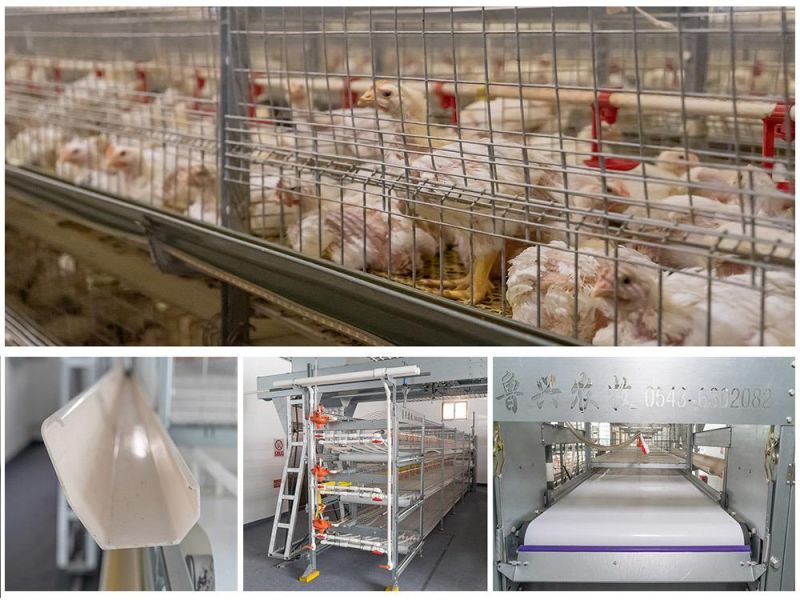 Poultry Farm Cage / Parent Chicken Cage / Battery Rearing Cage for Brooder Farm