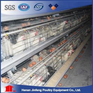 a Type Chicken Cage Automatic Layer Chicken Cage