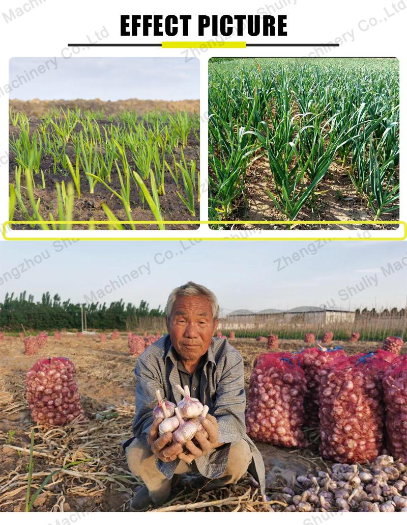 Garlic Growing Machine Garlic Seeding Planting Hand Planter for Garlic Sembradora De Ajo