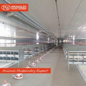 Complete Farming Flat Rearing Poultry Equipment