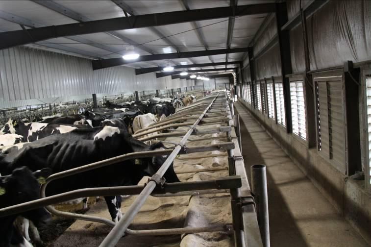 New Design Cow House /Cow Farm/Cow Shed