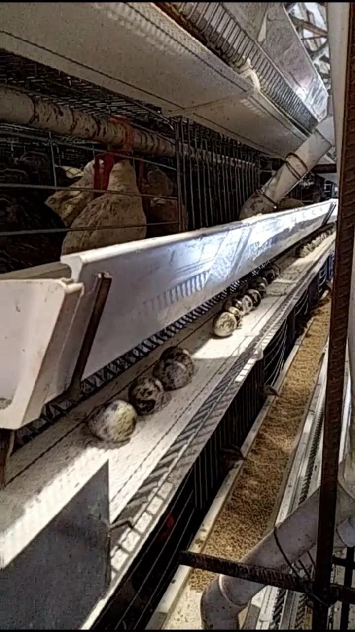 Stacked-Type Quail Cage of Automated Farming Equipment