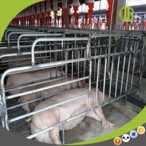 Customized Gestation Stall with Good Price and Good Quality
