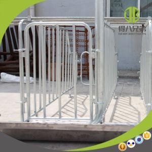 Pig Equipment Hot DIP Galvanized Pig Gestation Stall for Pigs