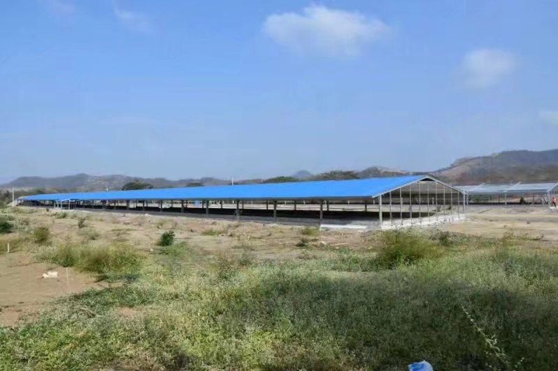 Xinguangzheng Designed Pig Breeding Equipment