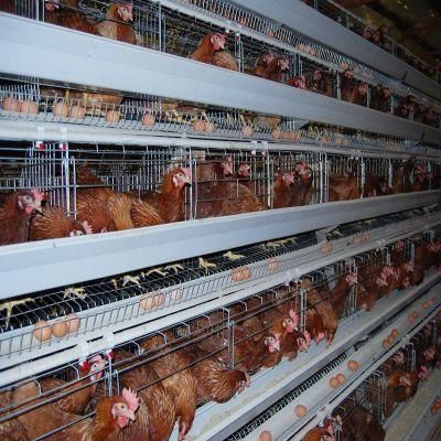 Battery Layer Hens Chicken for Poultry Farmer with Best Price