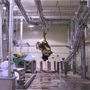 Automatic Cattle Cow Slaughterhouse Equipment