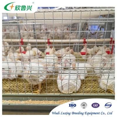 Hot Galvanized Broiler Chick Cage Broiler Chickens Cage for Sale