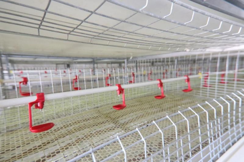 Poultry Farm Equipment Automatic Drinking Line Nipple Drinker for Broiler Breeder Layer Chickens