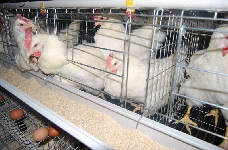 a Type of Hot Galvanized Chicken Cage for a Long Time
