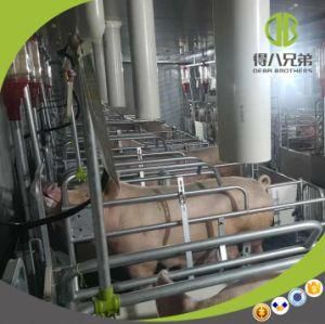 Hot DIP Galvanized Pig Farm Equipment for Sow Farrowing Crate with Good Price