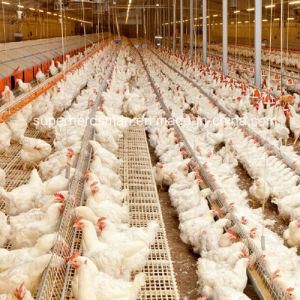 High Quality Poultry Farm Equipment for Breeder Chicken