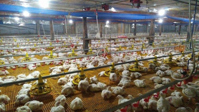 Automatic Chicken Farm Poultry Breeding Feeding Pans Equipment for Broiler Chickens