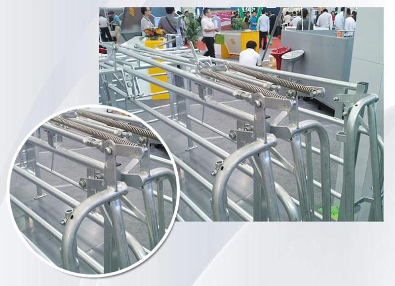 Pig Farming Equipment Gestation Crates/Gestation Pen/Hot Dipped Galvanized Sows Gestation Stalls
