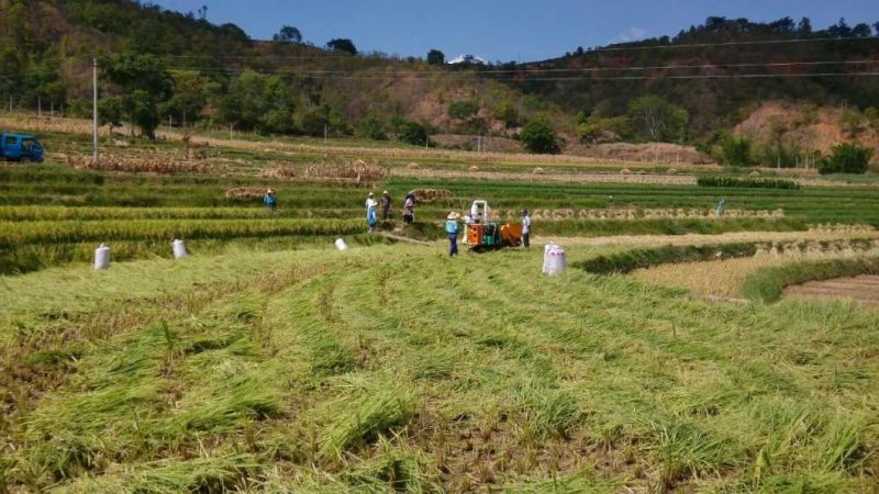 Mini Harvester---Semi-Feeding Caterpillar Self-Propelled Rice Combine Harvester