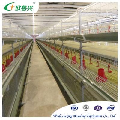 High Quality Stacked Broiler Cages Automatic Brooding System for Chicken Breeding Equipment