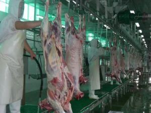 Complete Goat Slaughter Machine for Abattoir Slaughterhouse Line