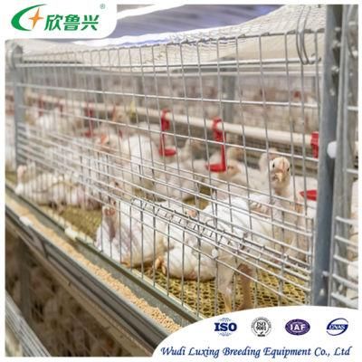 Complete Automatic Pullets Rearing Cages System Poultry Farming Equipment